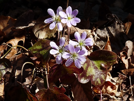 {Anemone americana}